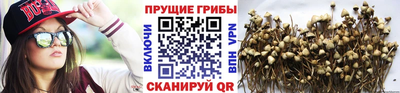 ссылка на мегу ссылки  Мариинск  Псилоцибиновые грибы мицелий 